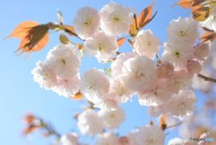 八重の桜♪