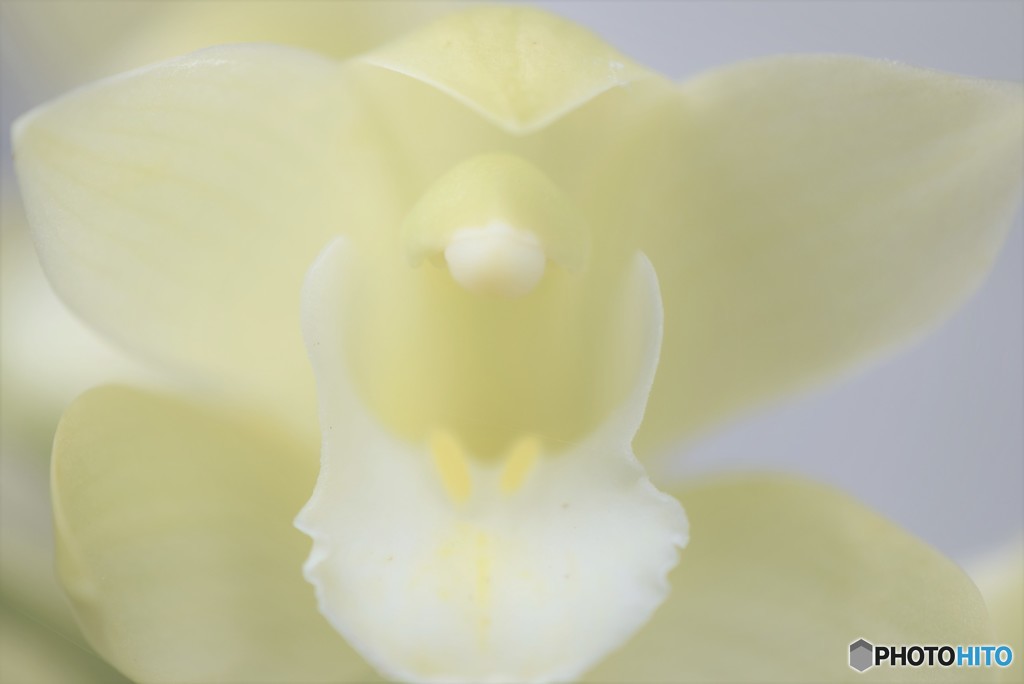 White veil ♪