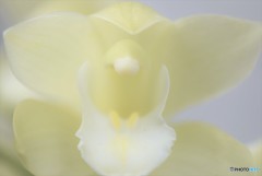 White veil ♪