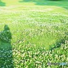 シロツメグサの中の･･･