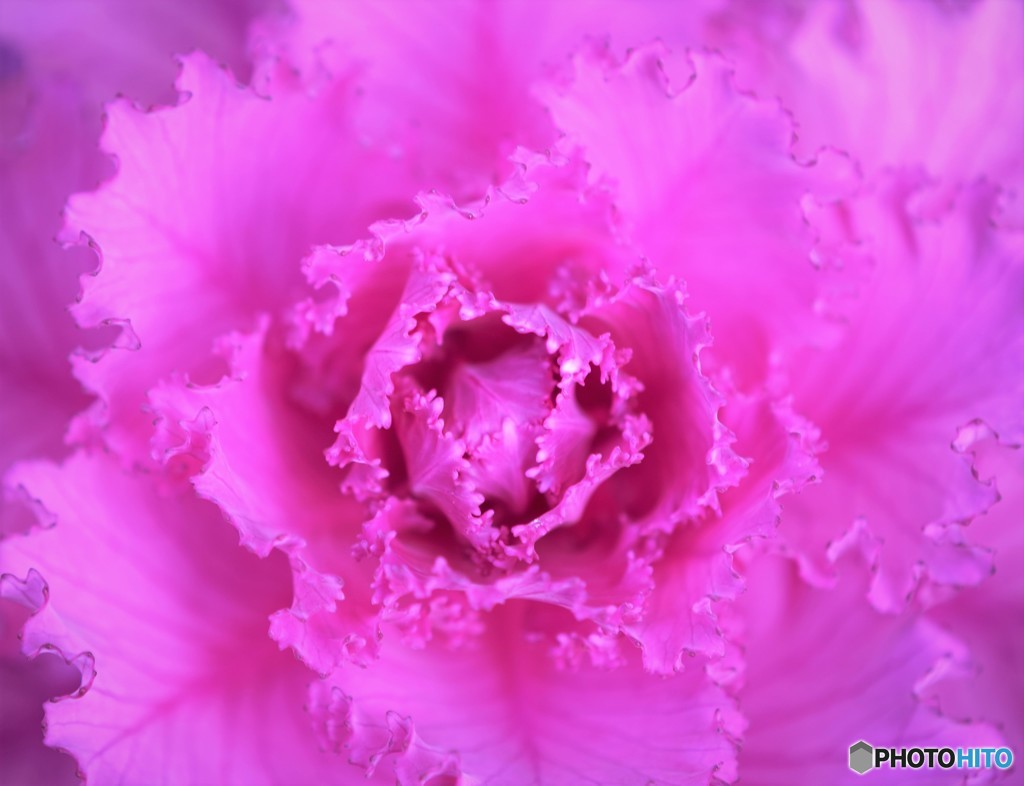 Purple Kale♪