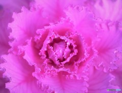 Purple Kale♪