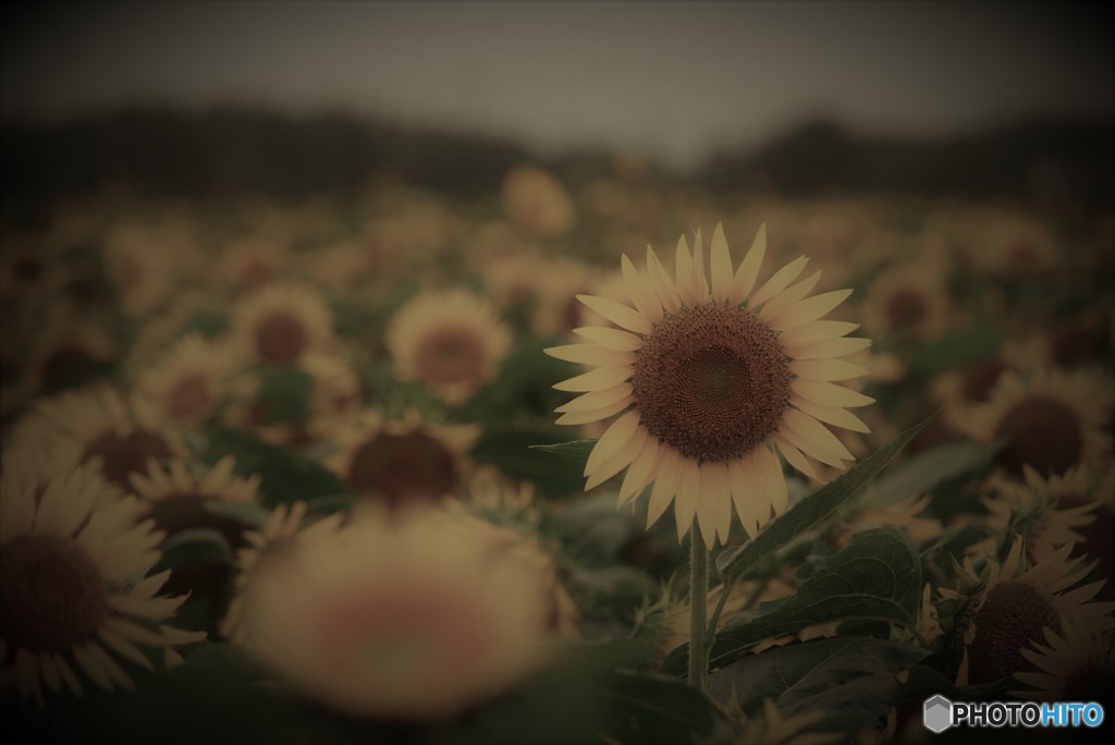 Memory of summer♪