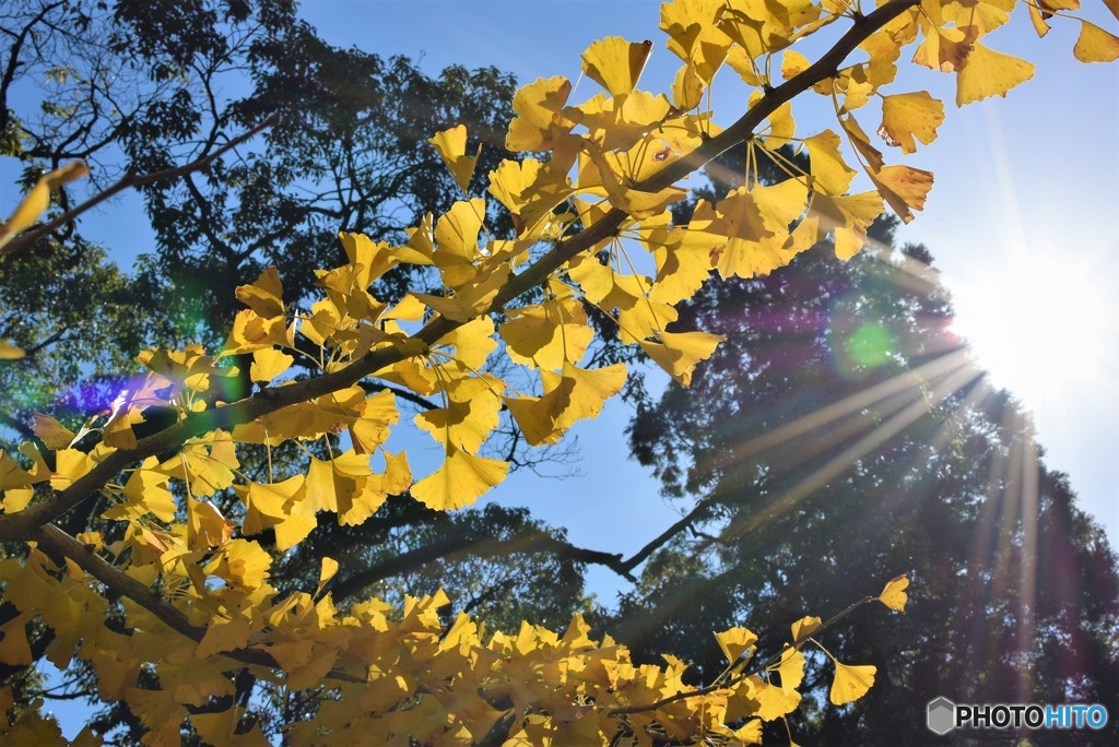 銀杏と青空♪