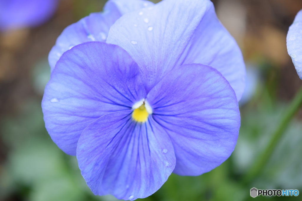 Purple Pansy