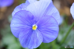 Purple Pansy