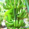 Banana×Banana×Banana♪