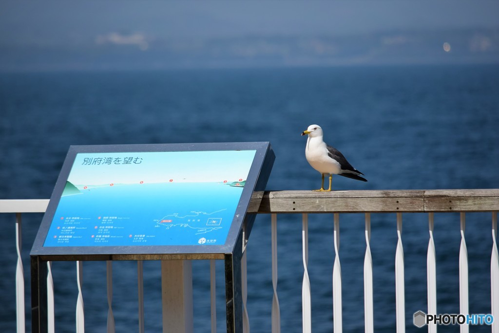 別府湾のガイドさん♪