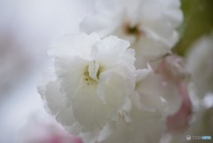 Double cherry blossoms♪