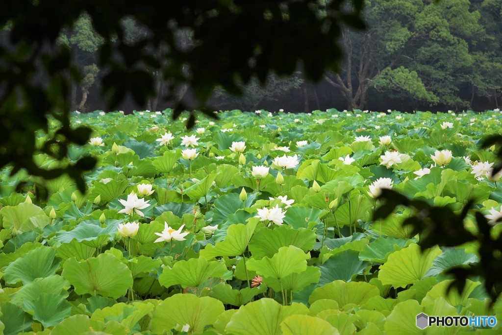 森からの風景♪