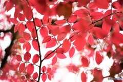 春の紅葉♪