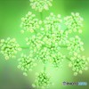 パセリの花♪