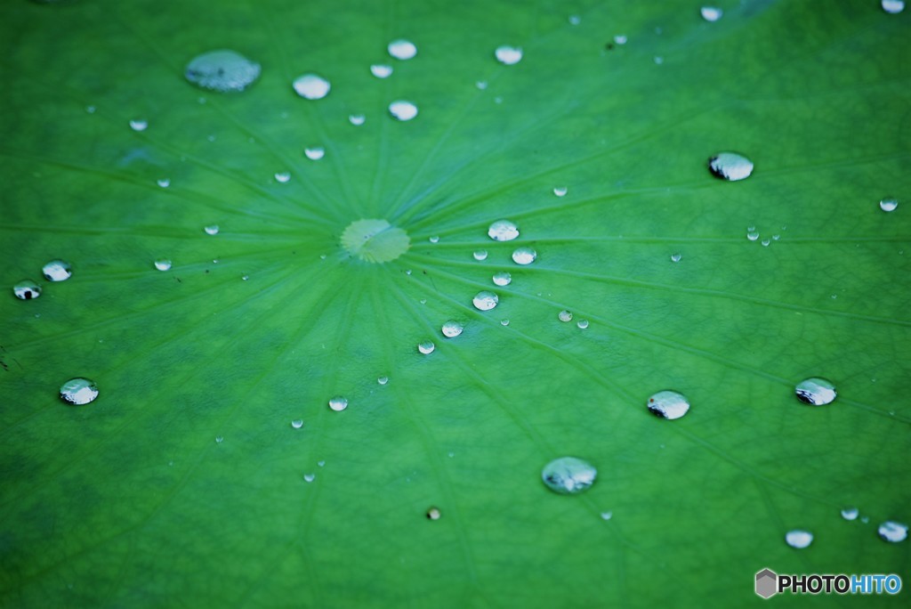 Drops♪