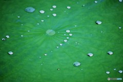 Drops♪