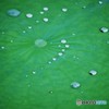 Drops♪
