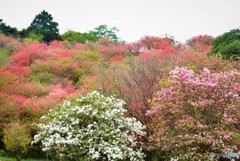 春の里山♪