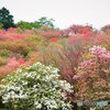 春の里山♪