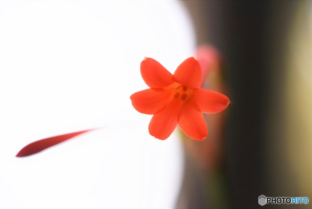 Red flower♪