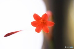 Red flower♪
