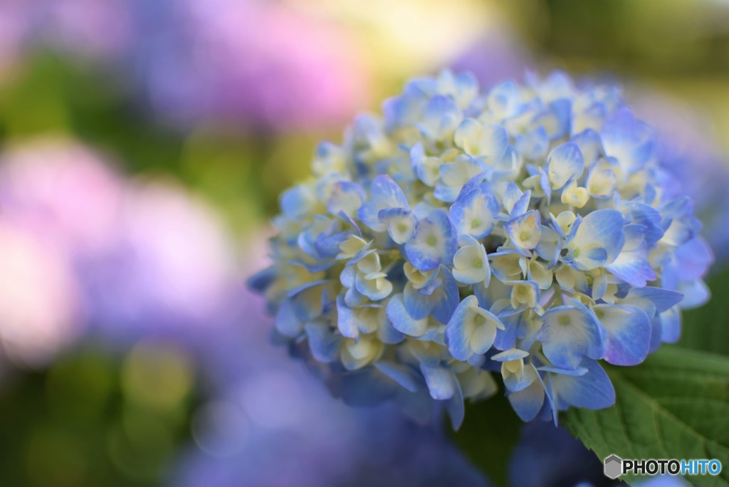 紫陽花のある風景♪