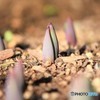 春待ちチューリップ♪