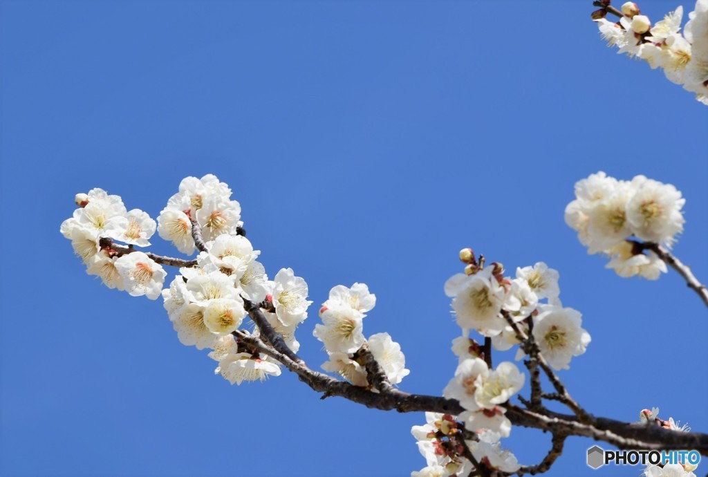 梅香る青空♪