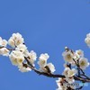 梅香る青空♪