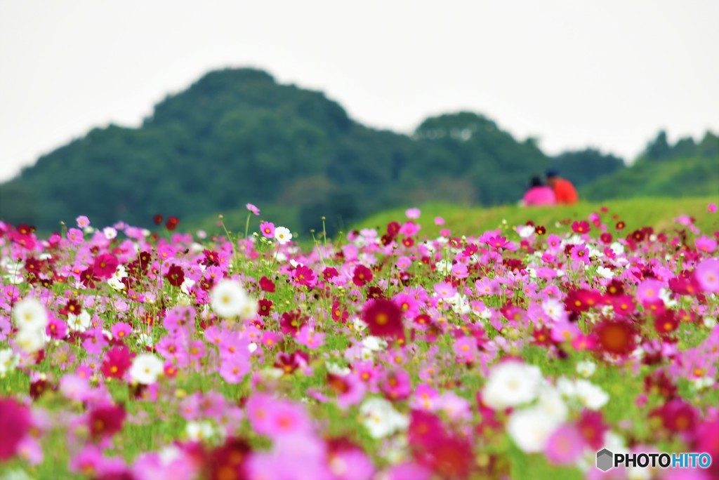 秋桜の中で♪