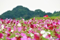 秋桜の中で♪