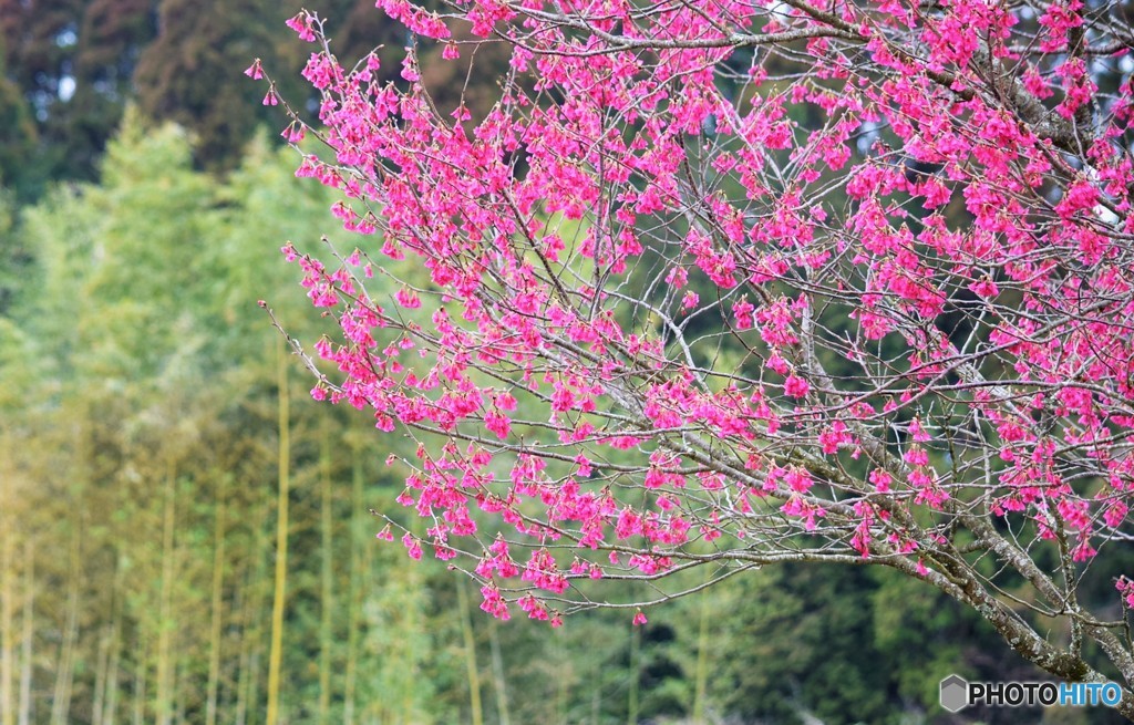 緋寒桜のある風景♪