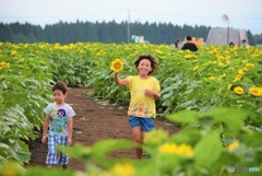 ひまわり畑を駆ける少女♪