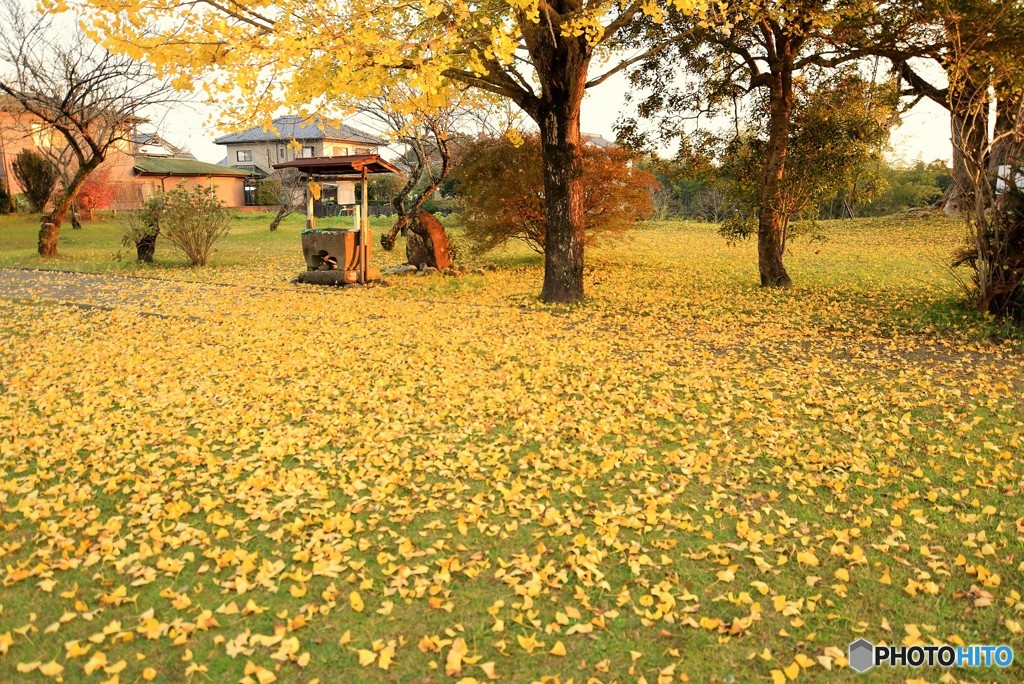 Yellow carpet