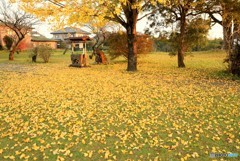 Yellow carpet