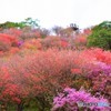 ミツバツツジの森