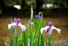 シンメトリー♪