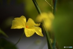 ゴーヤの花♪