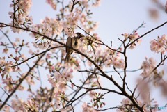 桜の中のチュン♪