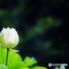 梅雨明けて♪