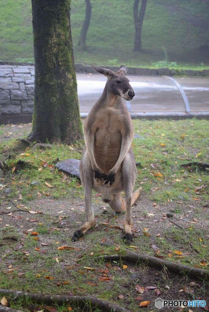 マッチョなカンガルー♪