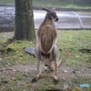 マッチョなカンガルー♪