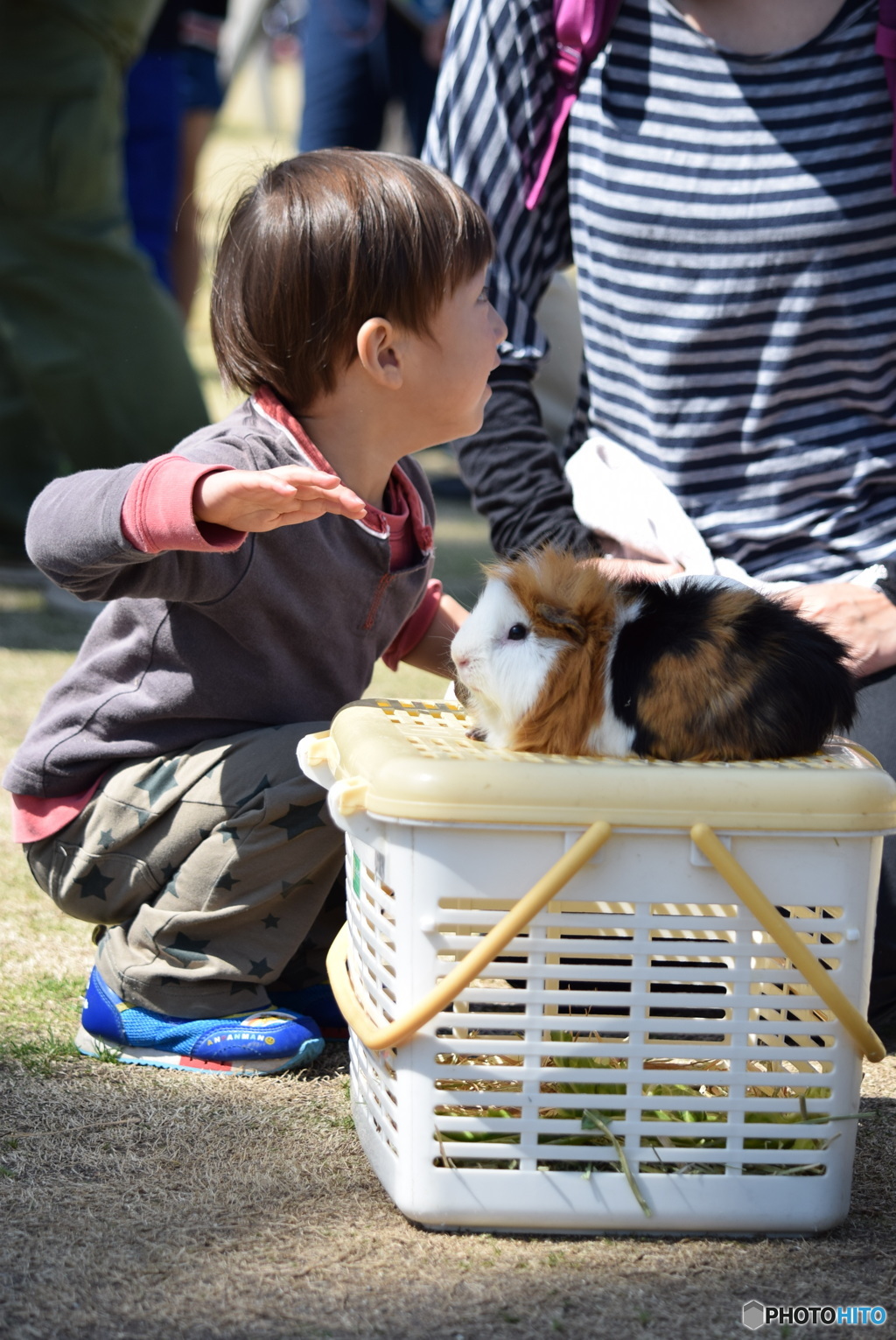 ハムスターとぼく