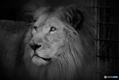 百獣の王