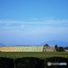 茶畑と大根やぐら