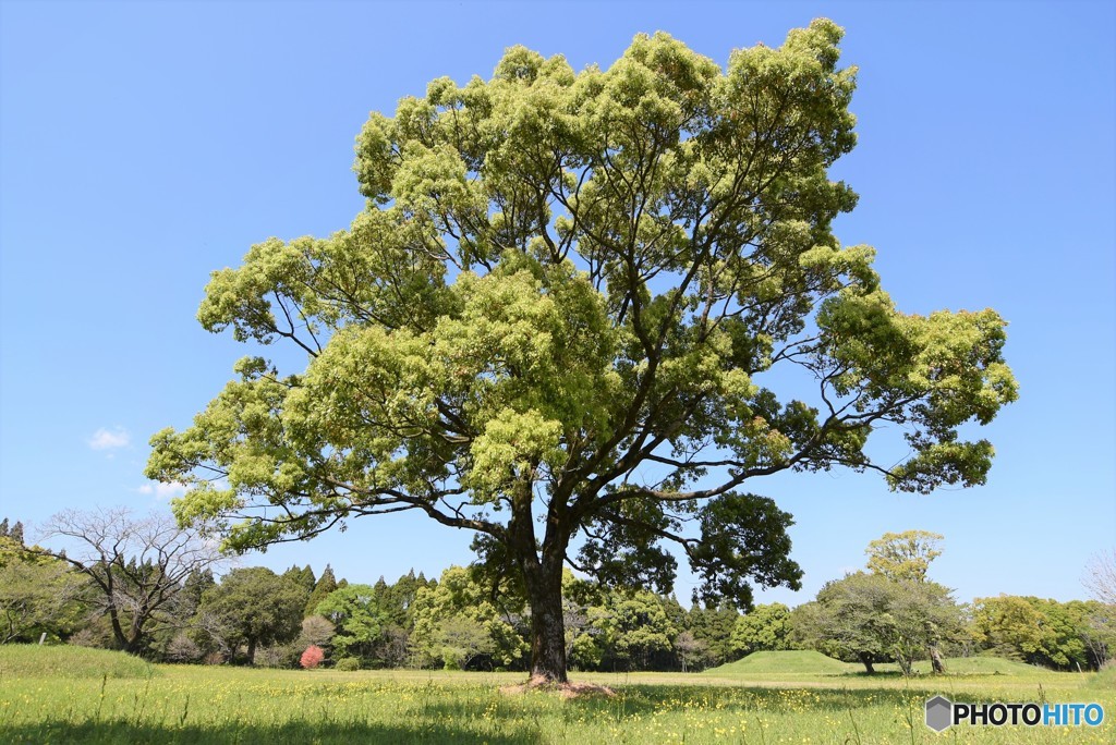 大きな樹 By むくパパ Id 写真共有サイト Photohito