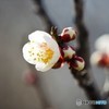 梅香る♪