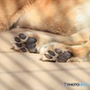 百獣の王の･･･♪