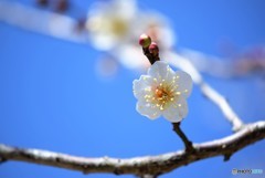 梅日和