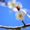梅日和