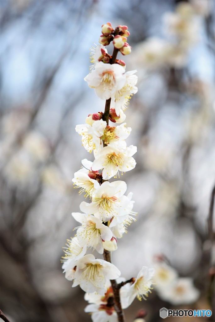 Power of Spring♪