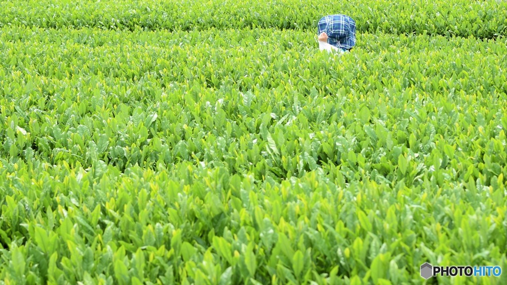 茶畑ぼうし♪
